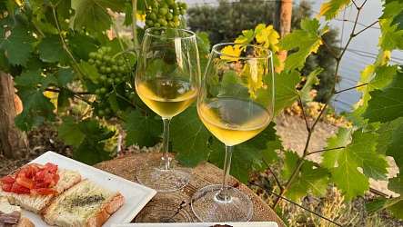 Как создают новые гибридные сорта винограда?